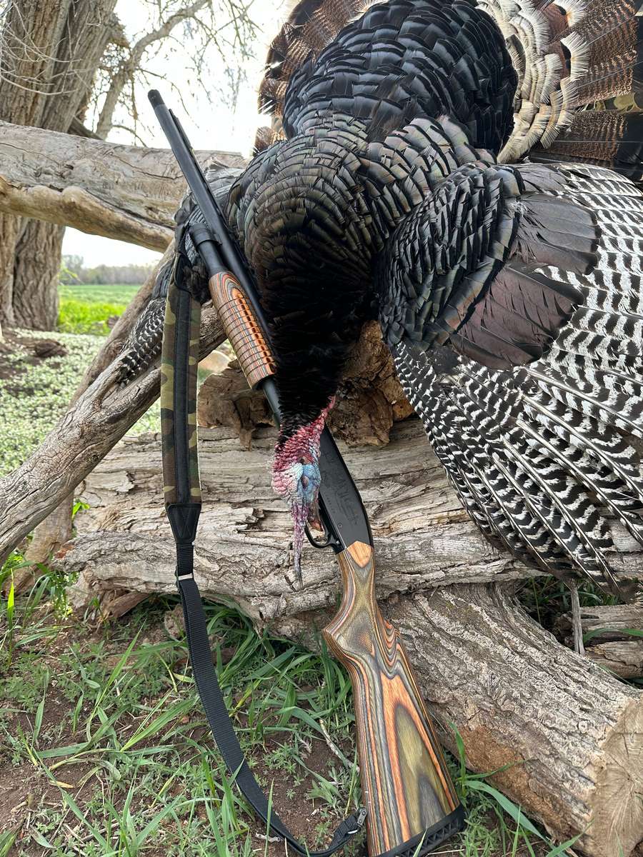 Guided Turkey Hunts in Colorado